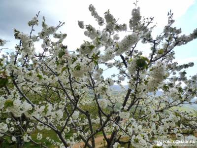 Cerezos flor_Valle del Jerte;fotos puebla de sanabria capital de vall d aran rutas senderismo altube